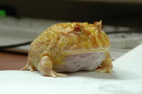角蛙多久喂一次