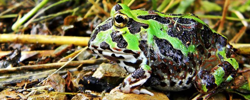秘鲁角蛙多久成体