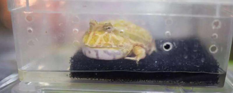 角蛙冬天怎么饲养